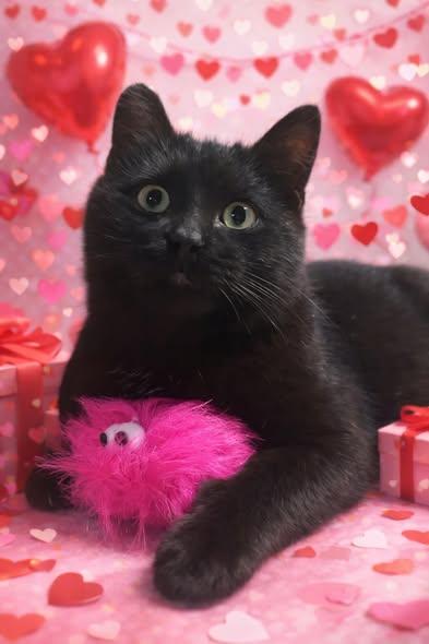 Enlarge Evander-ADOPTION FEE SPONSORED!, a ADOPTABLE Domestic Medium Hair in Decorah, IA image 4/4