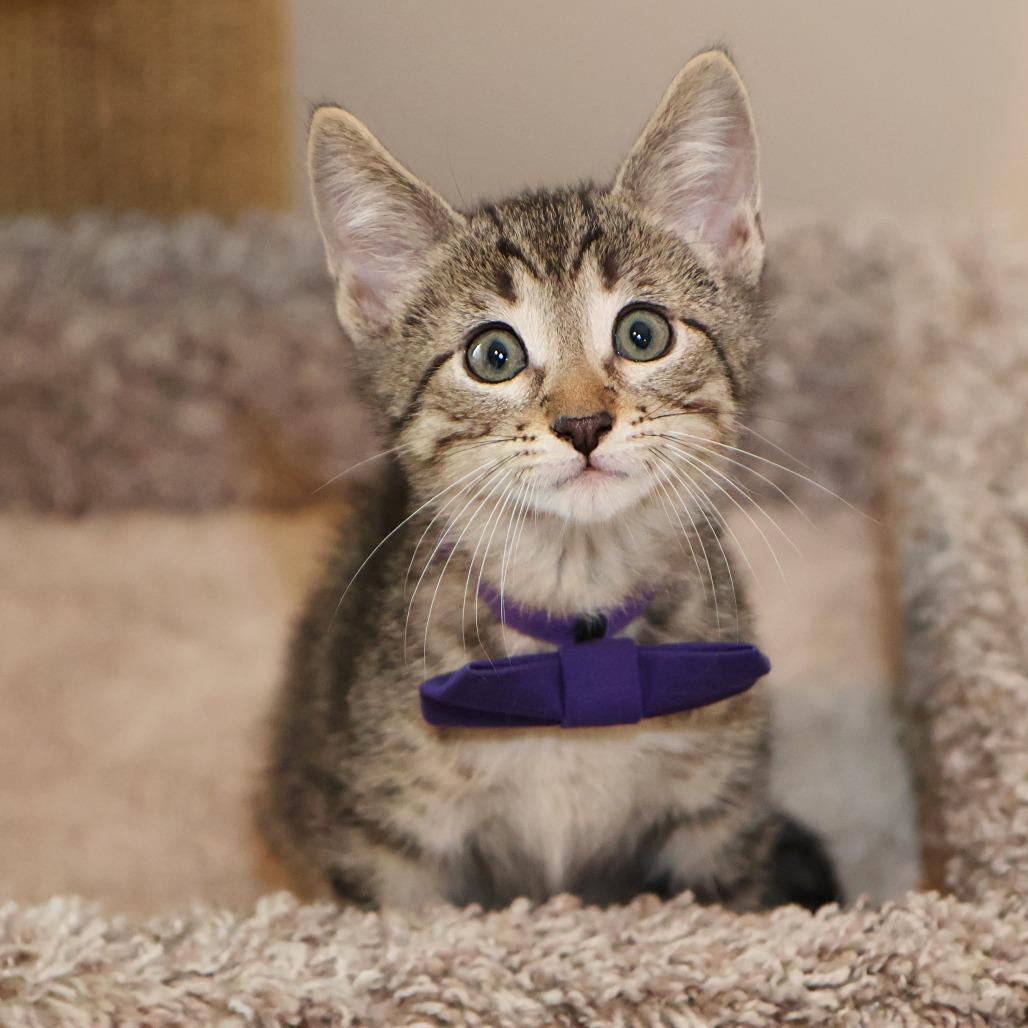 Dr. Robby, a Adoptable Domestic Short Hair in FAIRWAY, KS image 1/6
