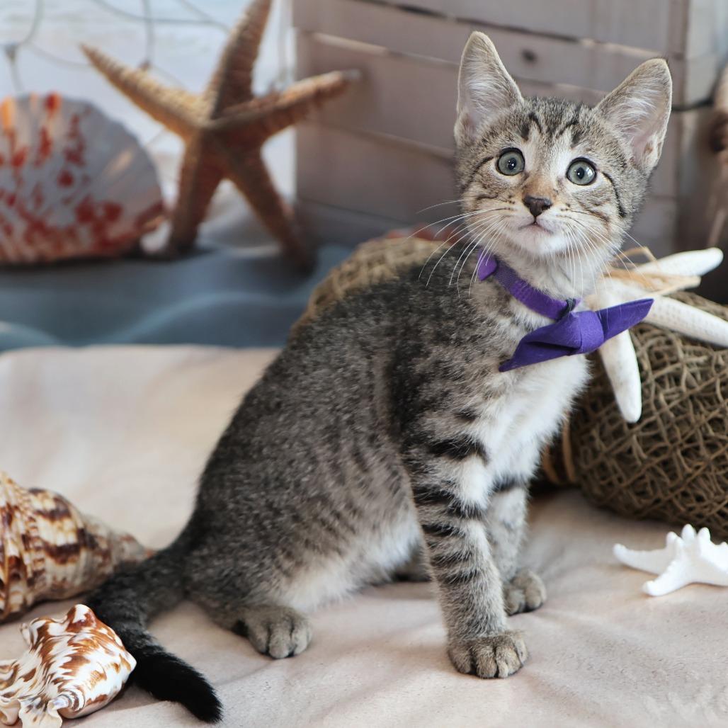 Dr. Robby, a Adoptable Domestic Short Hair in FAIRWAY, KS image 2/6