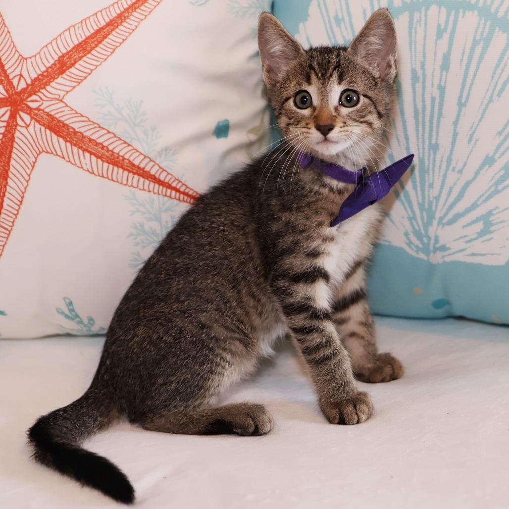 Dr. Robby, a Adoptable Domestic Short Hair in FAIRWAY, KS image 3/6