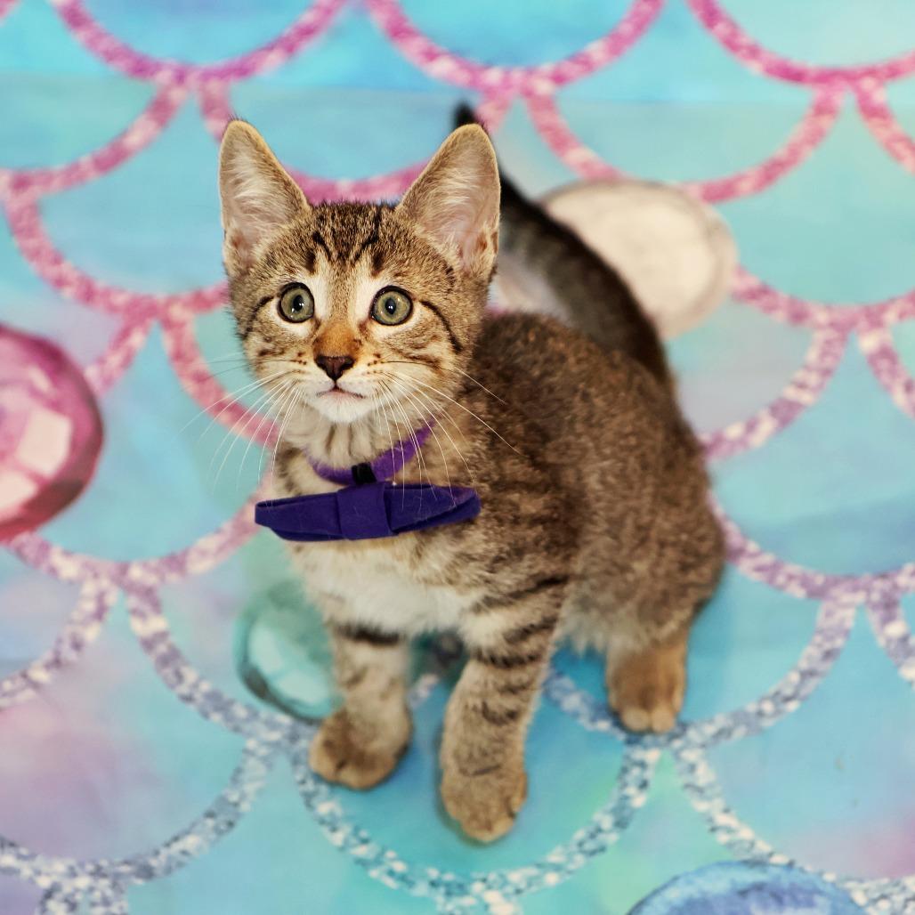 Dr. Robby, a Adoptable Domestic Short Hair in FAIRWAY, KS image 4/6