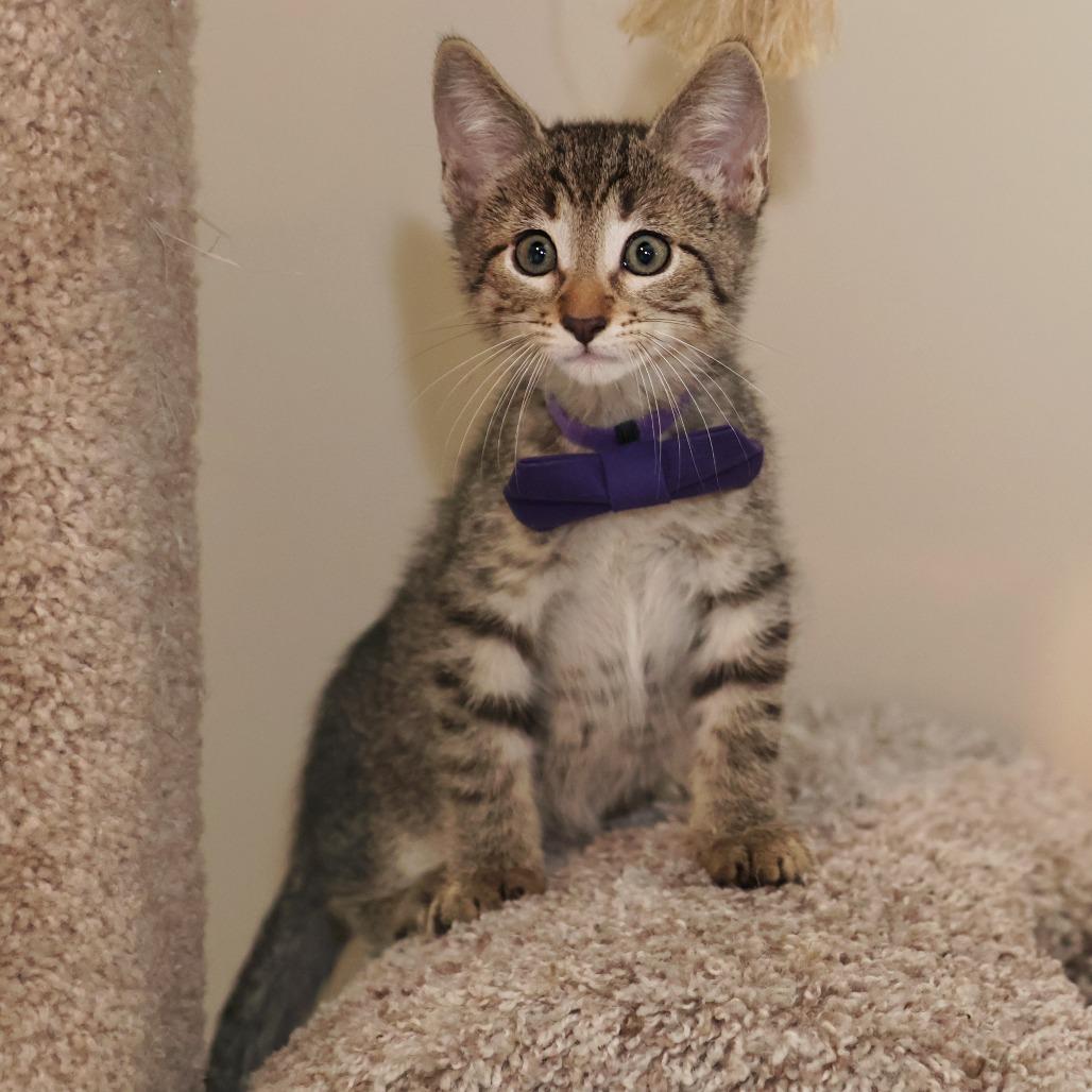 Dr. Robby, a Adoptable Domestic Short Hair in FAIRWAY, KS image 5/6