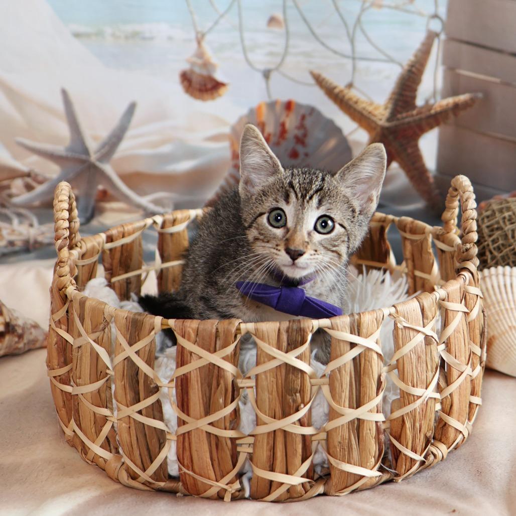 Dr. Robby, a Adoptable Domestic Short Hair in FAIRWAY, KS image 6/6