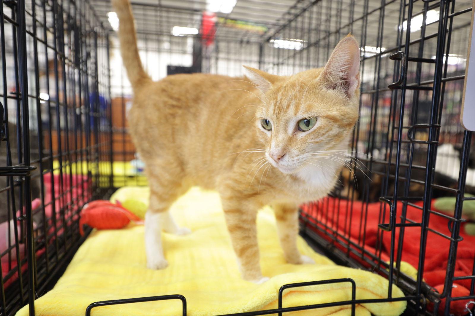 Sienna, a Adoptable Domestic Short Hair in Pompano Beach, FL image 1/3