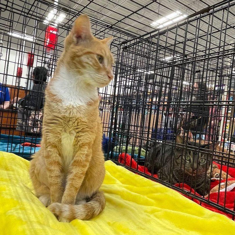 Sienna, a Adoptable Domestic Short Hair in Pompano Beach, FL image 2/3