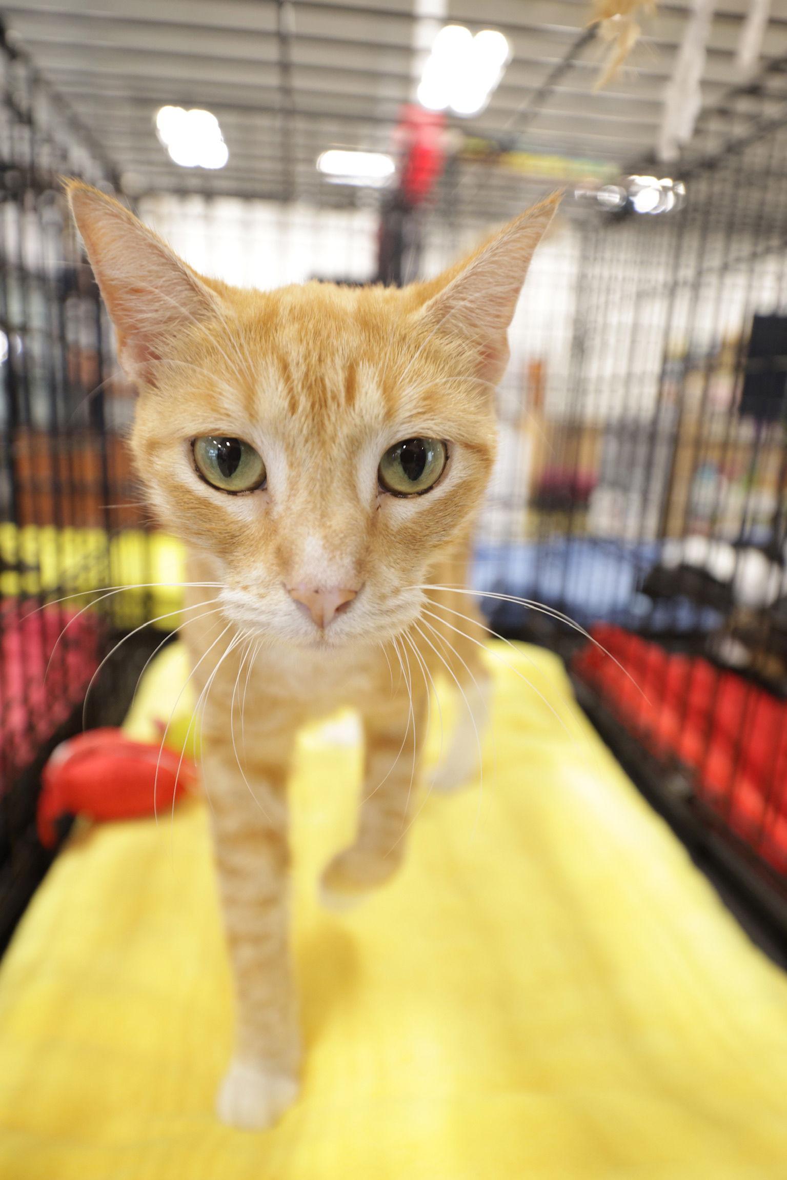 Sienna, a Adoptable Domestic Short Hair in Pompano Beach, FL image 3/3