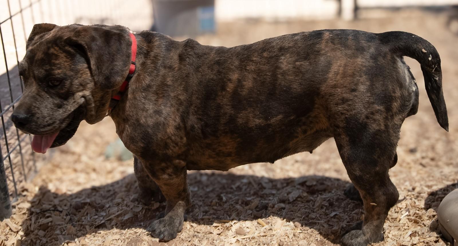 Enlarge Brin, a Adoptable mixed breed in Casa Grande, AZ image 5/5