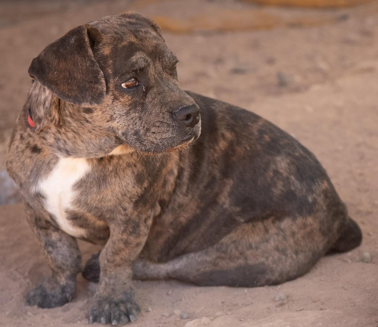 Enlarge Brin, a Adoptable mixed breed in Casa Grande, AZ image 4/5