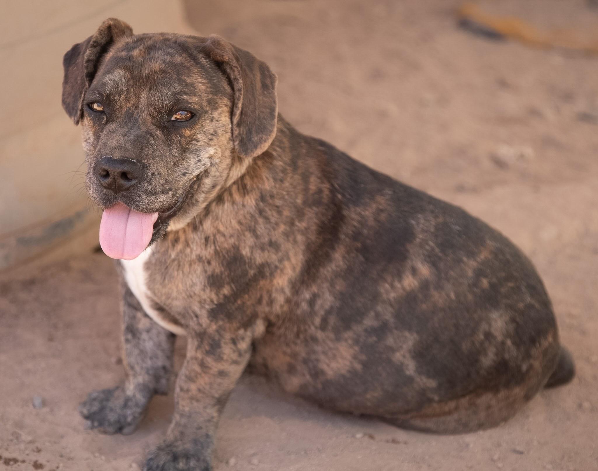 Enlarge Brin, a Adoptable mixed breed in Casa Grande, AZ image 3/5