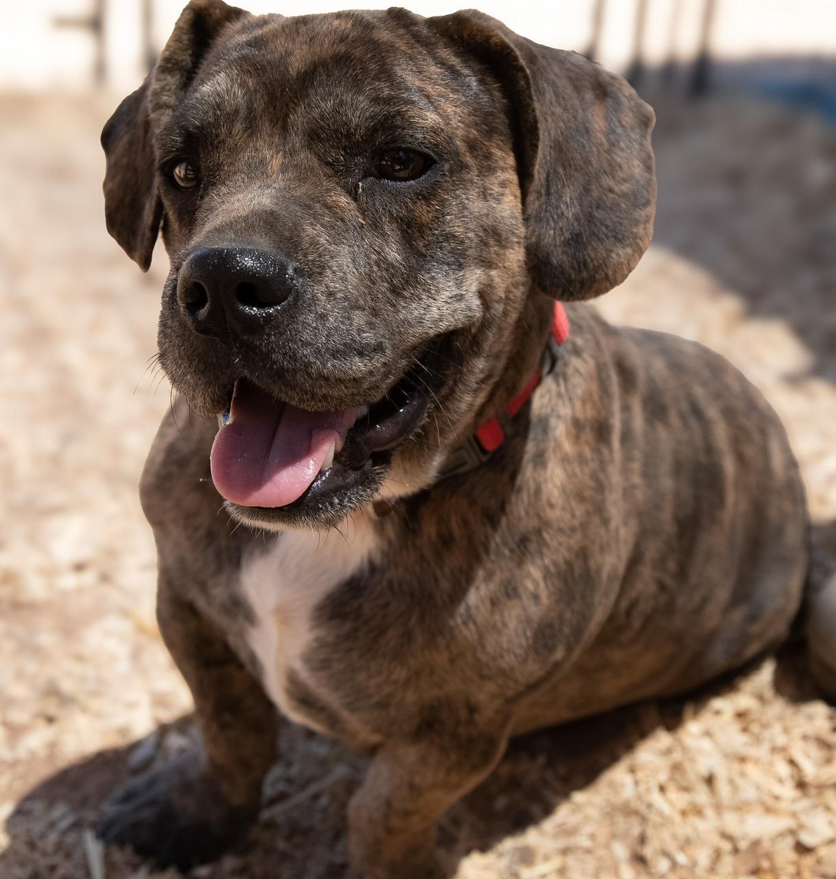 Enlarge Brin, a Adoptable mixed breed in Casa Grande, AZ image 2/5