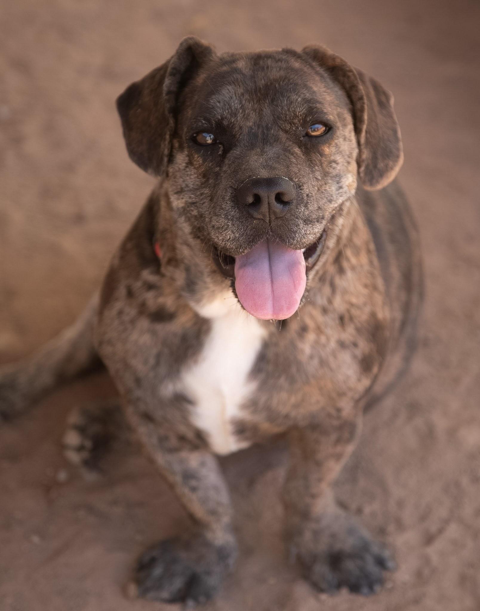 Enlarge Brin, a Adoptable mixed breed in Casa Grande, AZ image 1/5