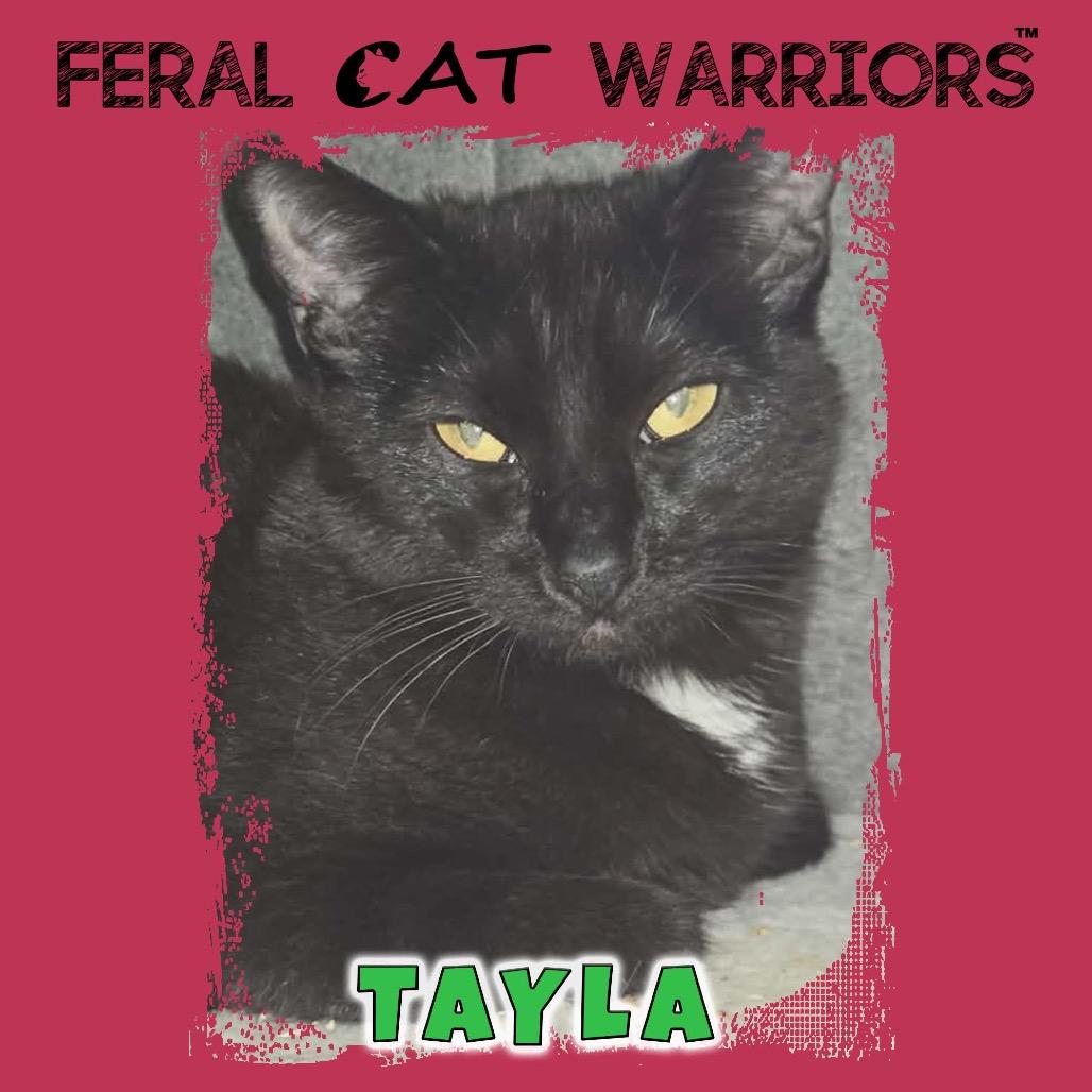 Enlarge Tayla, a Adoptable Domestic Short Hair in Kingman, AZ image 1/1
