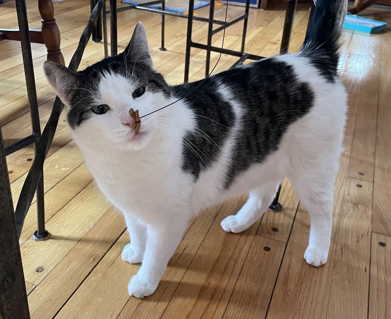 Adonis, Adoptable, Adult Male Domestic Short Hair.