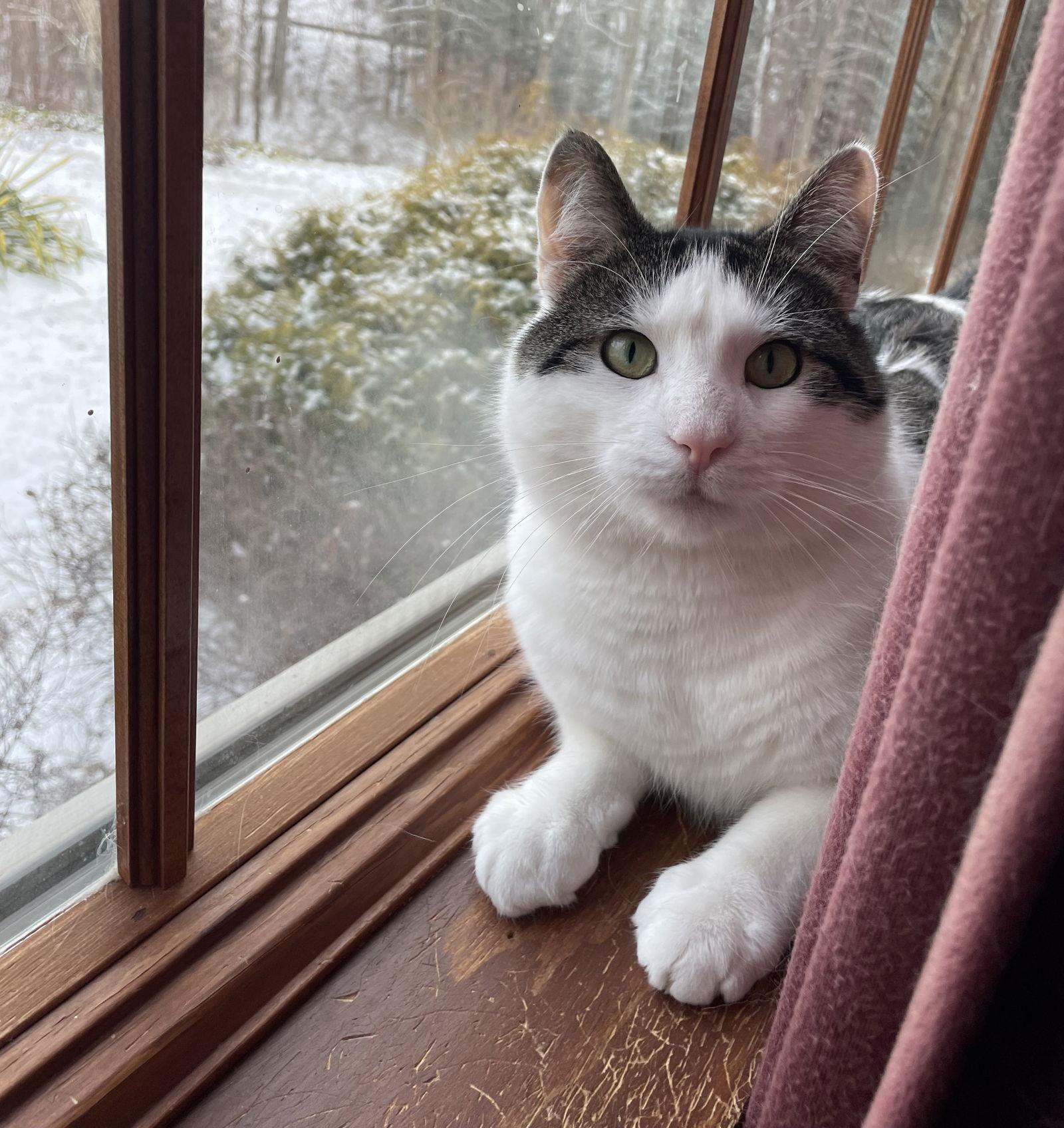 Enlarge Adonis, a Adoptable Domestic Short Hair in Naugatuck, CT image 3/3