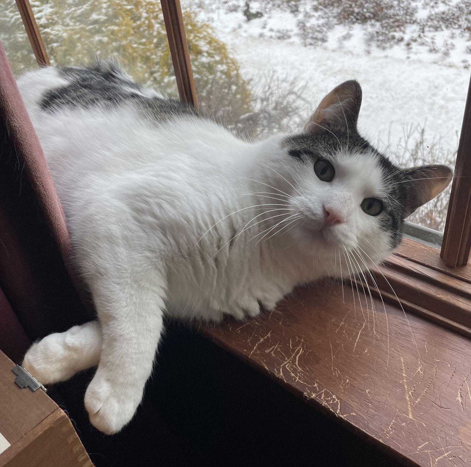 Enlarge Adonis, a Adoptable Domestic Short Hair in Naugatuck, CT image 2/3