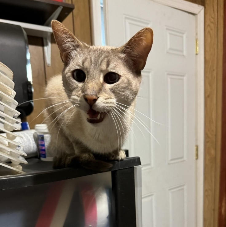 Enlarge Louis, a Adoptable mixed breed in New Orleans, LA image 1/1