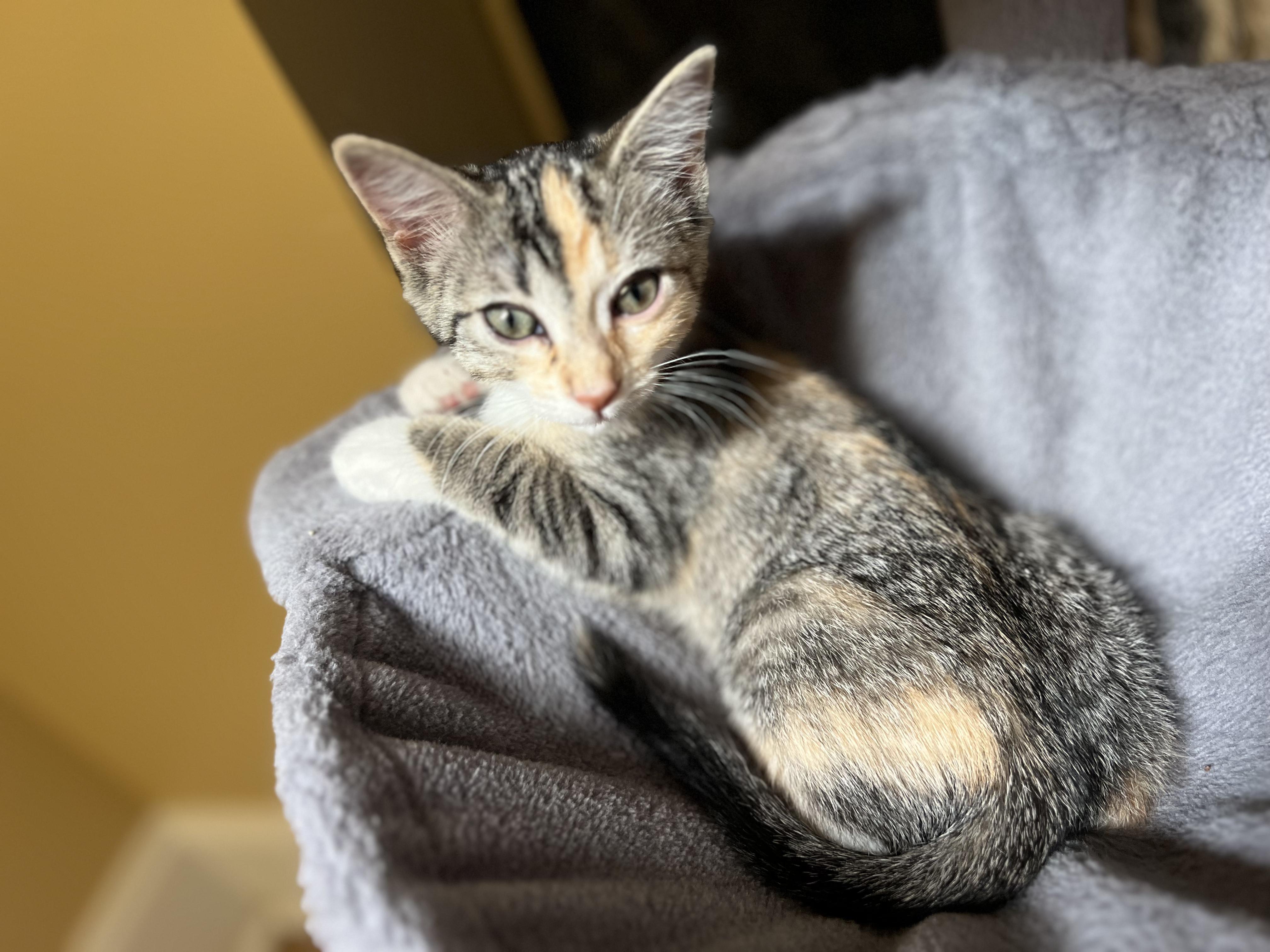 Enlarge Mitzi, a ADOPTABLE Domestic Short Hair in Wilmington, NC image 4/4