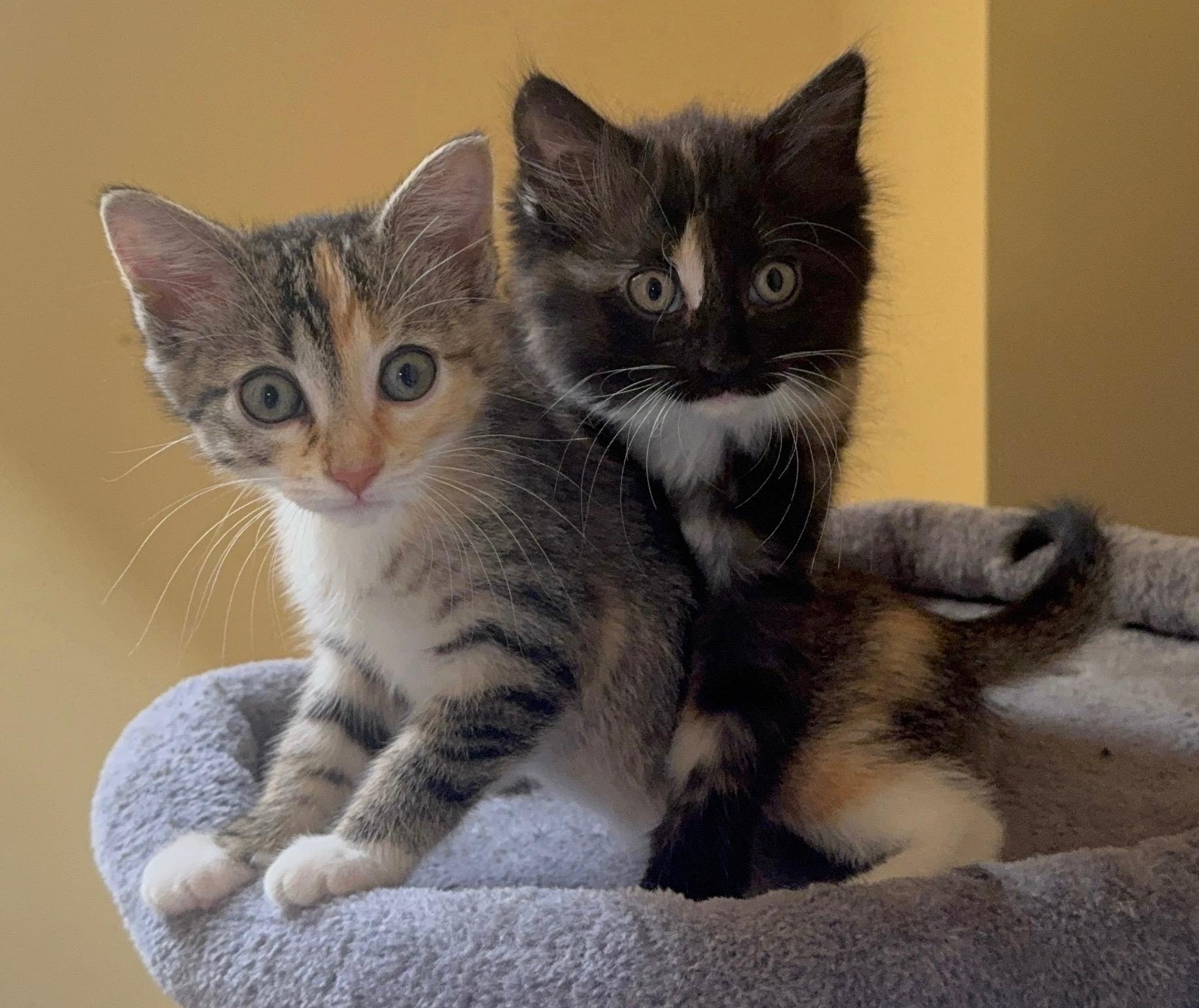 Enlarge Mitzi, a ADOPTABLE Domestic Short Hair in Wilmington, NC image 1/4