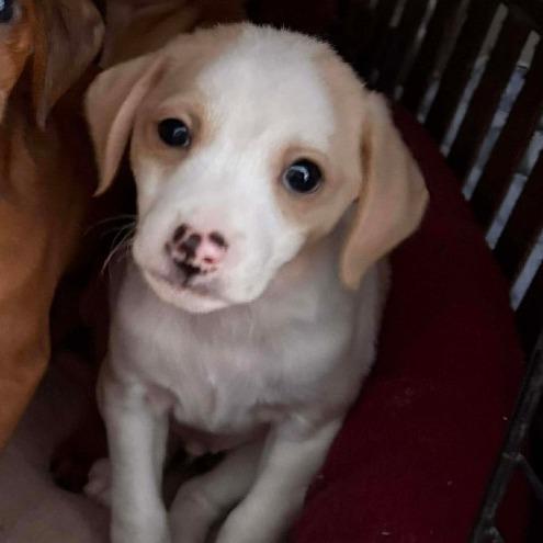Goose, Adoptable, Puppy Male Jack Russell Terrier & Mixed Breed.