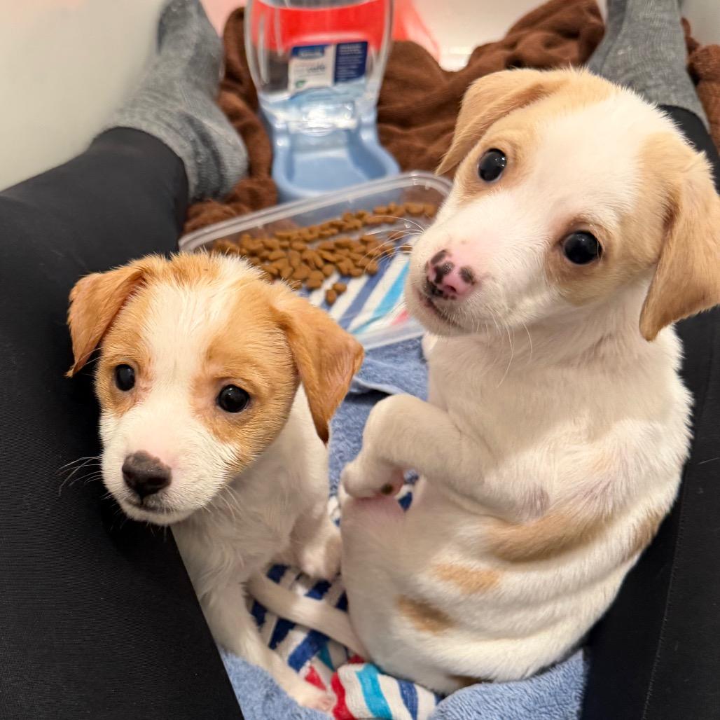 Goose, a Adoptable mixed breed in Peculiar, MO image 2/6