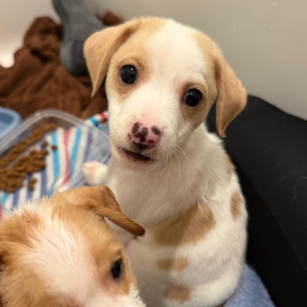 Goose, a Adoptable mixed breed in Peculiar, MO image 3/6
