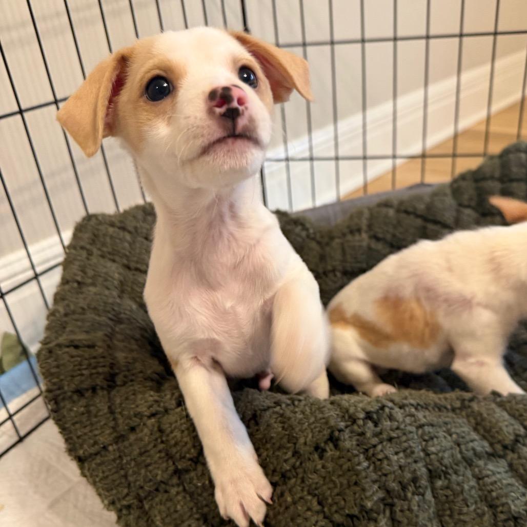 Goose, a Adoptable mixed breed in Peculiar, MO image 4/6