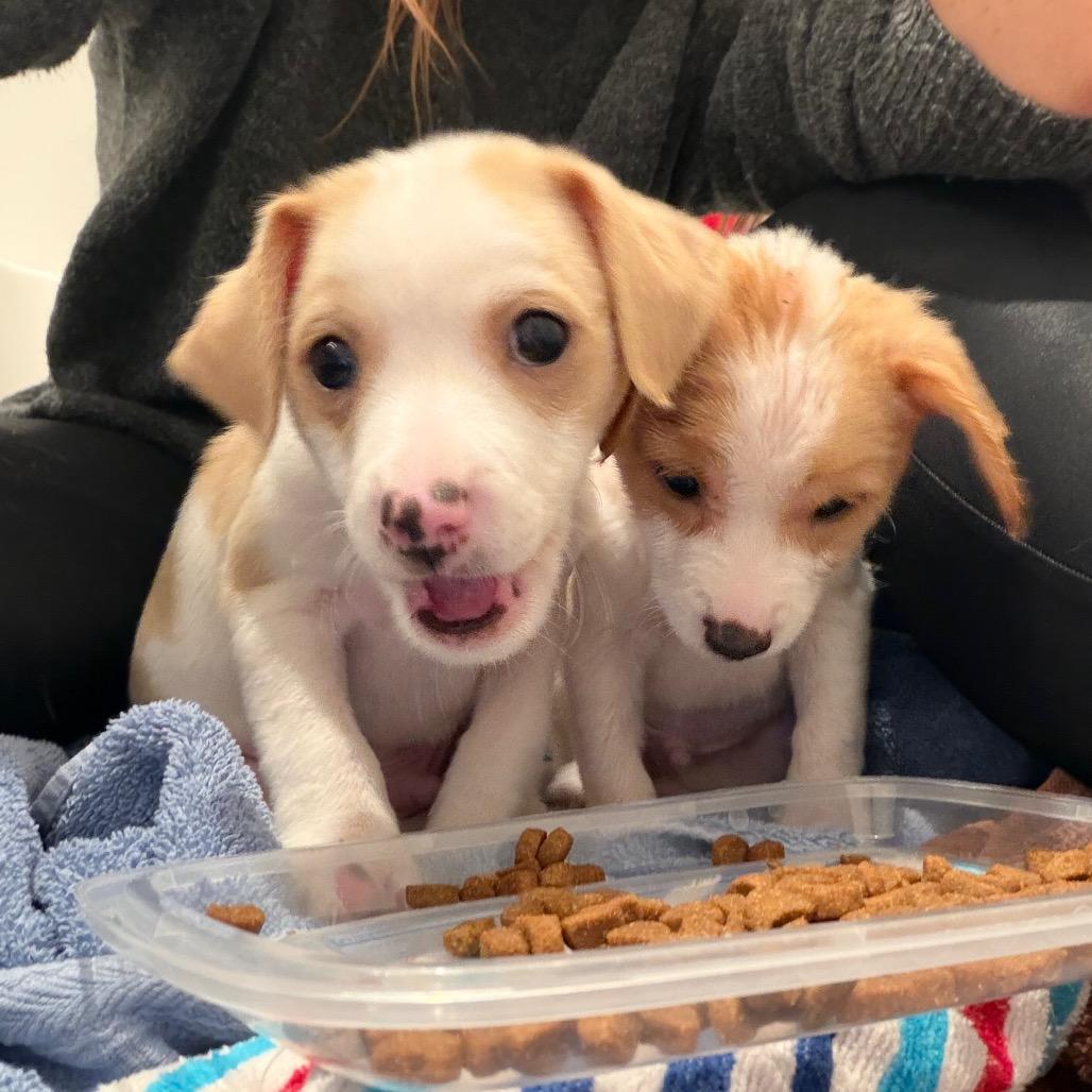 Goose, a Adoptable mixed breed in Peculiar, MO image 5/6