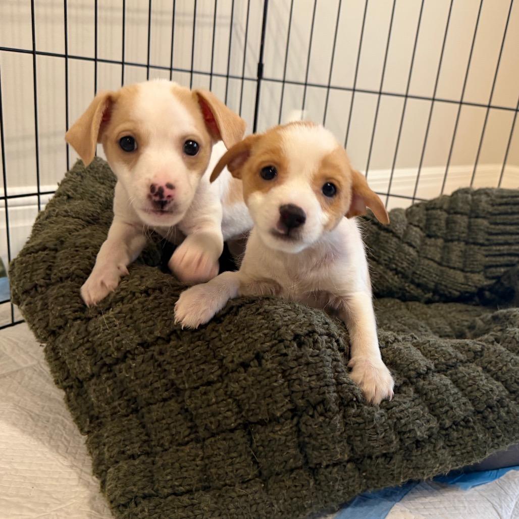 Goose, Adoptable, Puppy Male Dachshund & Mixed Breed.