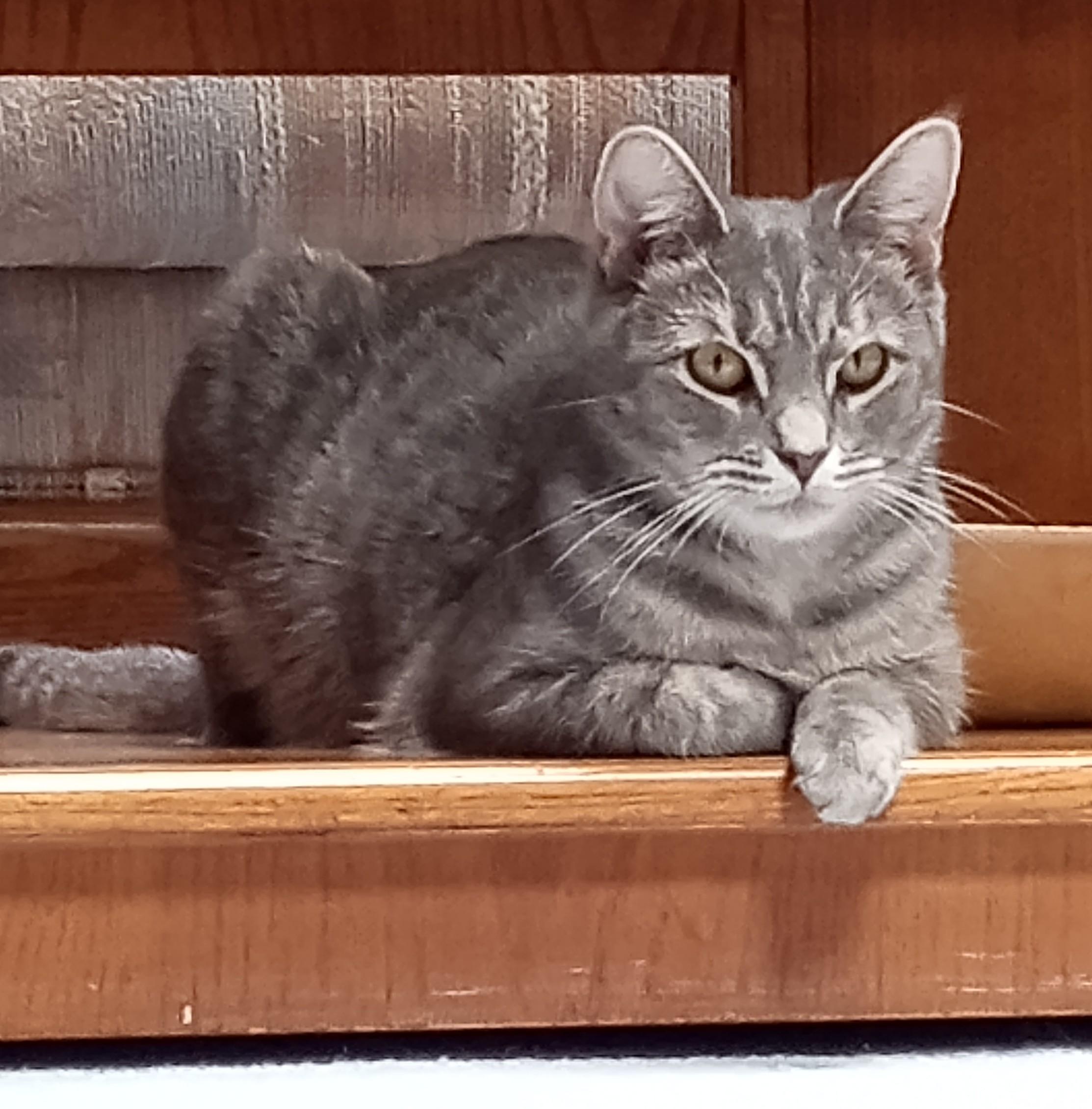 Bonnie Jo, Adoptable, Young Female Domestic Short Hair.