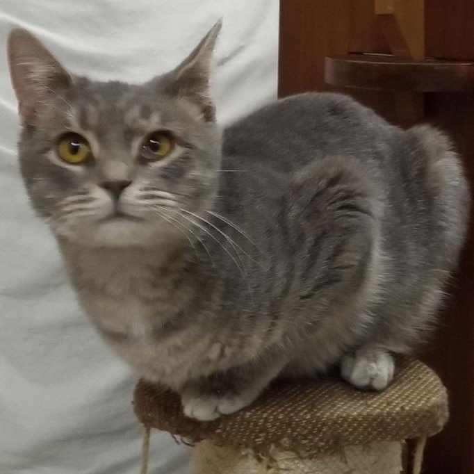 Bonnie Jo, a Adoptable Domestic Short Hair in Lemoyne, PA image 5/5