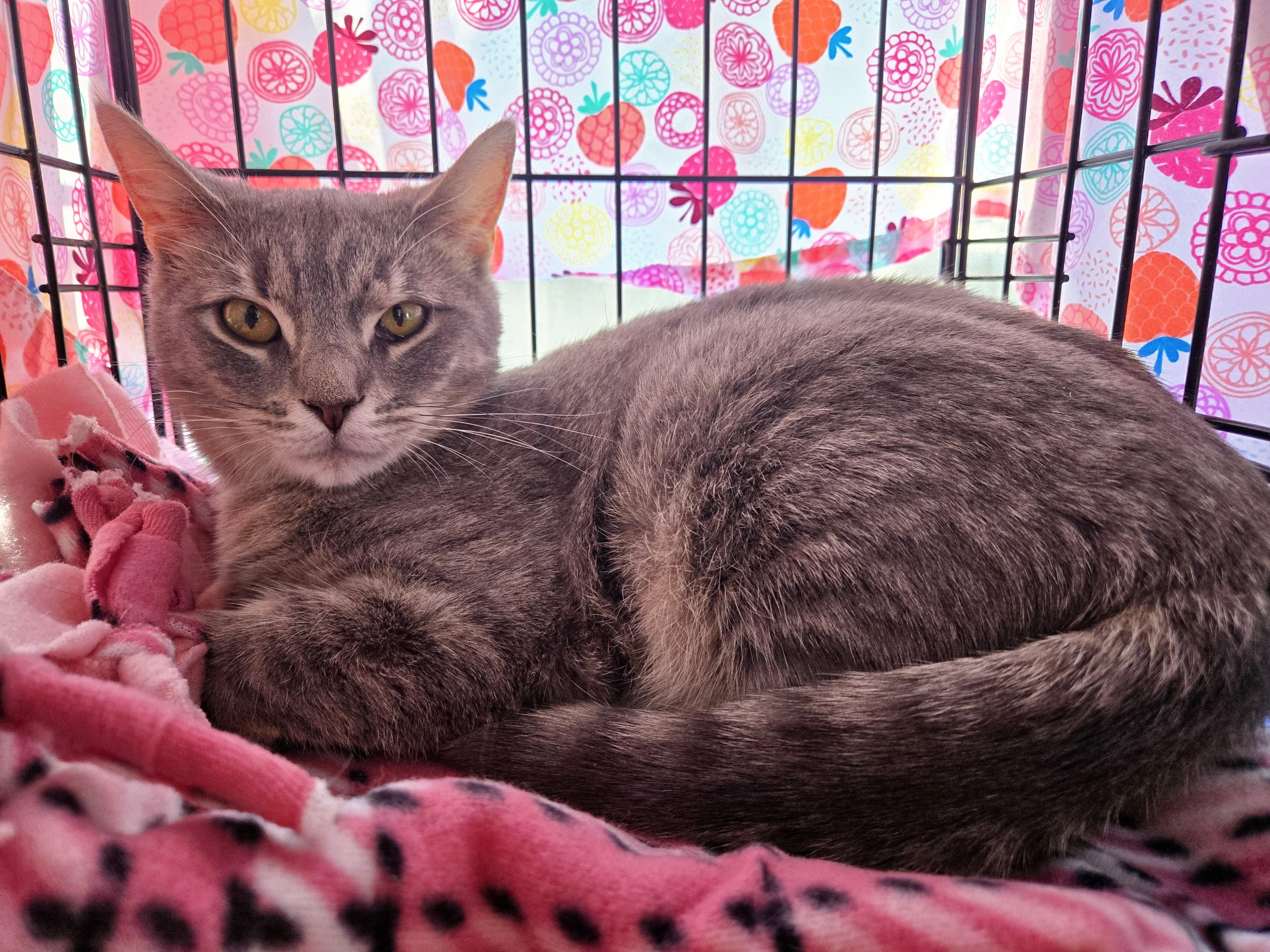 Bonnie Jo, a Adoptable Domestic Short Hair in Lemoyne, PA image 3/5