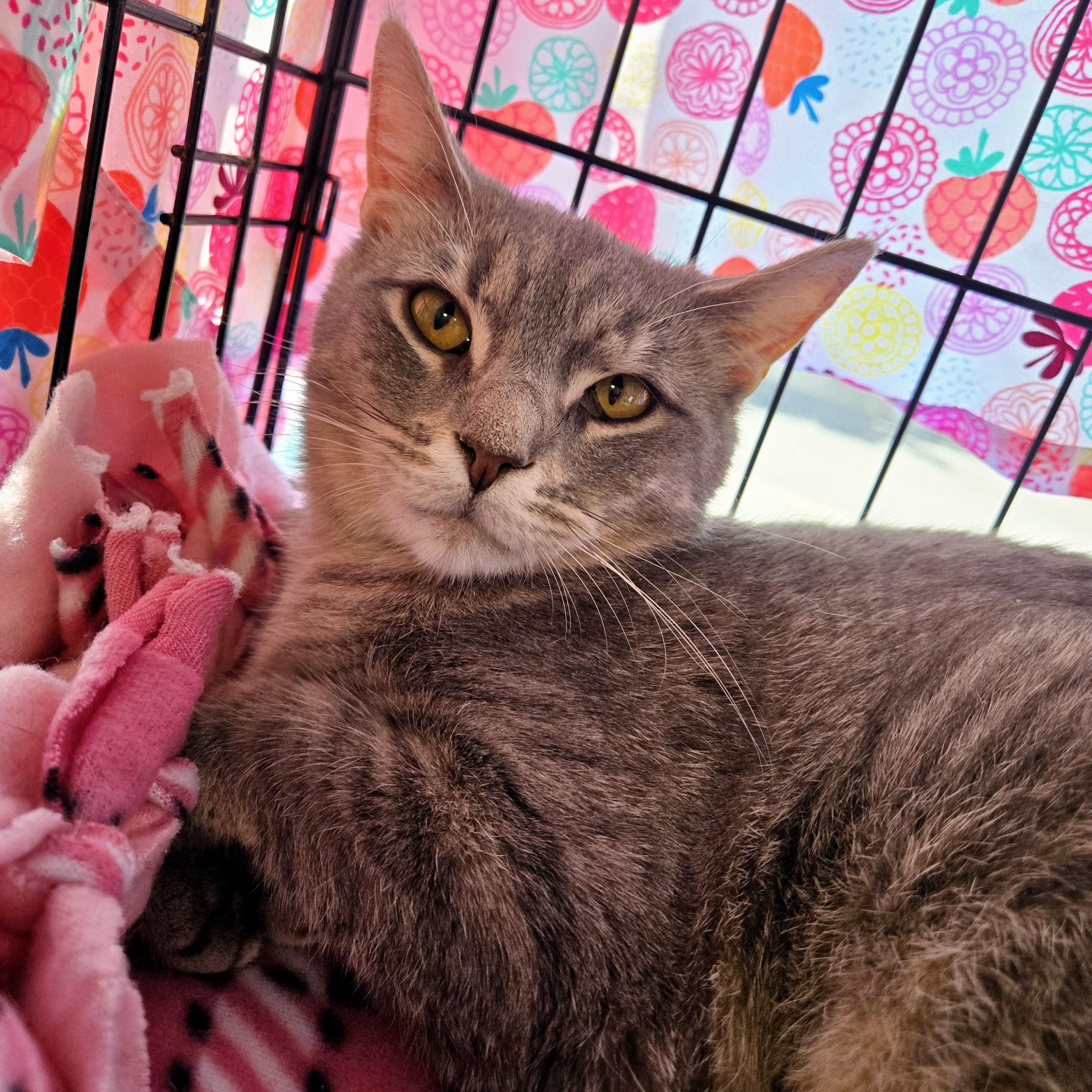 Bonnie Jo, a Adoptable Domestic Short Hair in Lemoyne, PA image 2/5