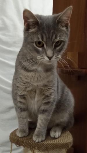 Bonnie Jo, a Adoptable Domestic Short Hair in Lemoyne, PA image 4/5