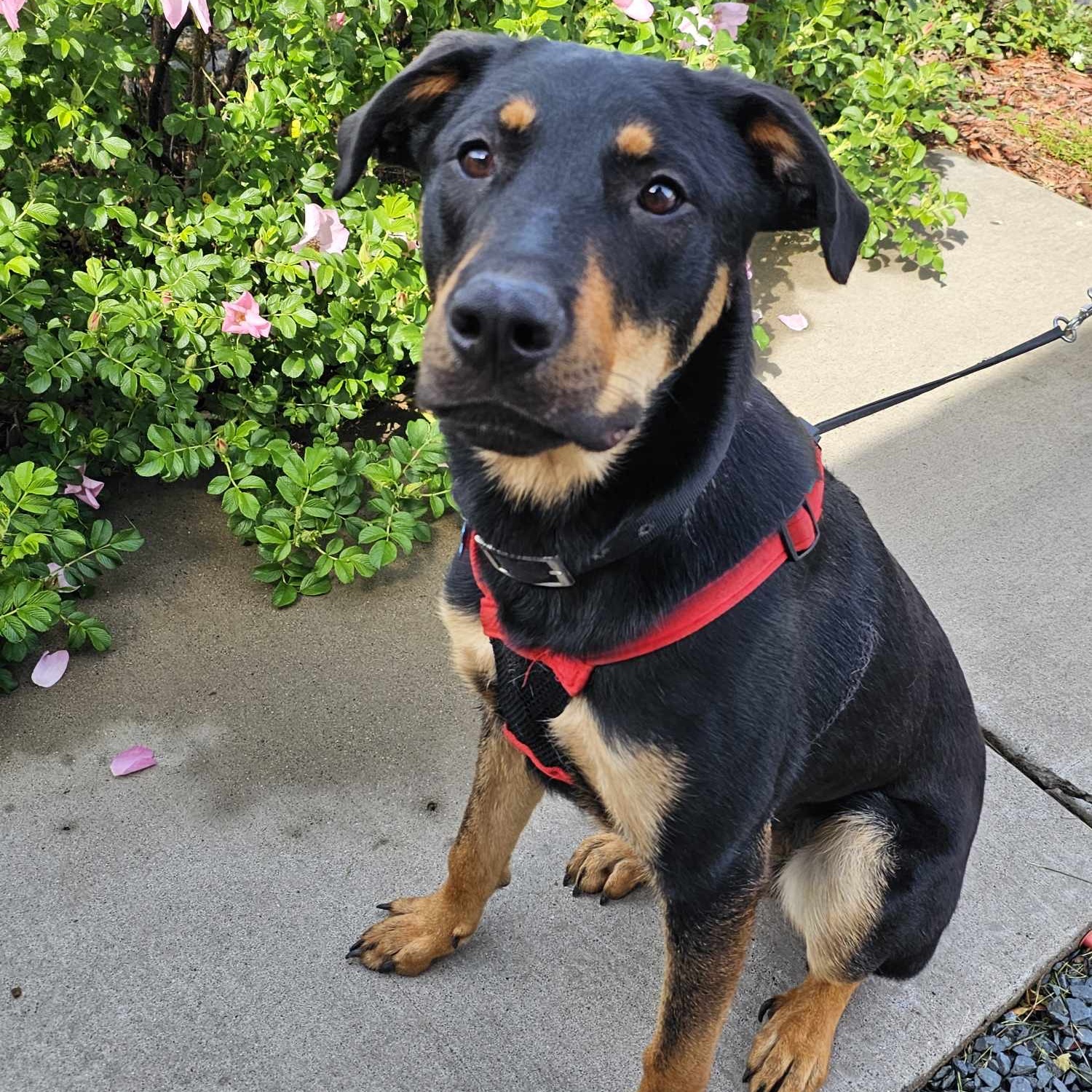 Waffle, Adoptable, Adult Male Rottweiler.