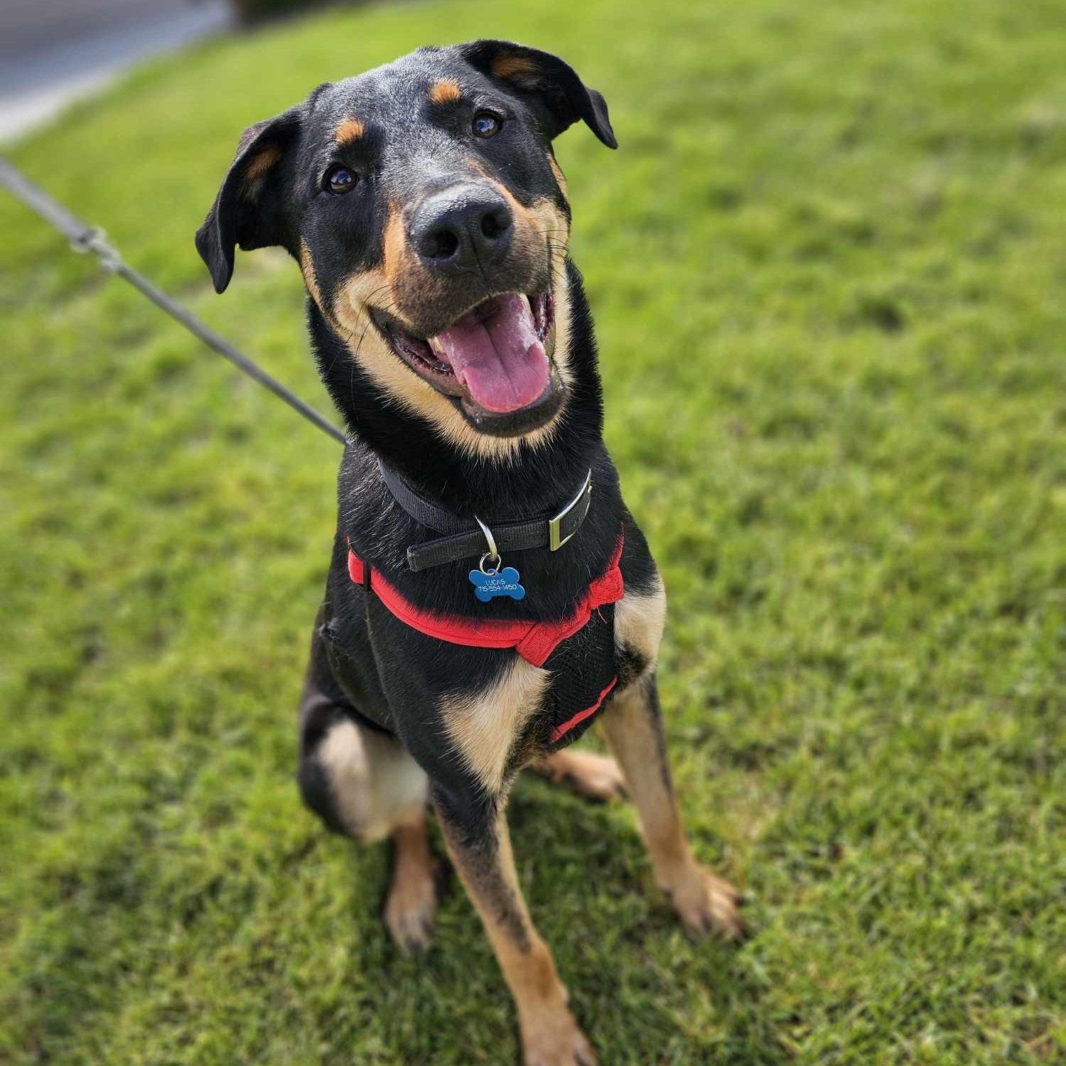 Enlarge Waffle, a Adoptable Rottweiler in West Saint Paul, MN image 17/21