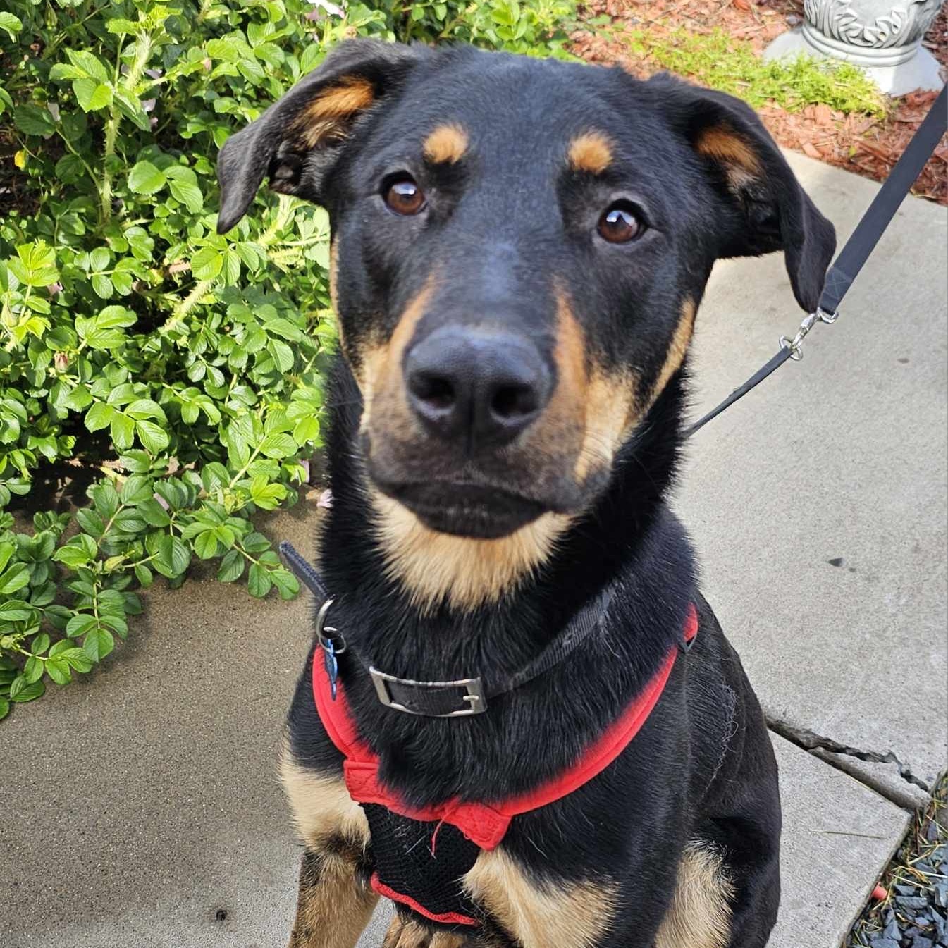 Enlarge Waffle, a Adoptable Rottweiler in West Saint Paul, MN image 20/21