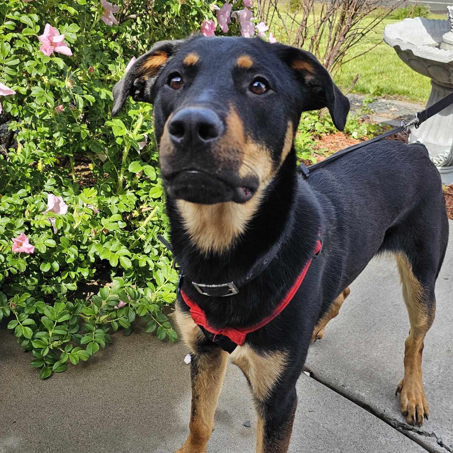 Enlarge Waffle, a Adoptable Rottweiler in West Saint Paul, MN image 19/21