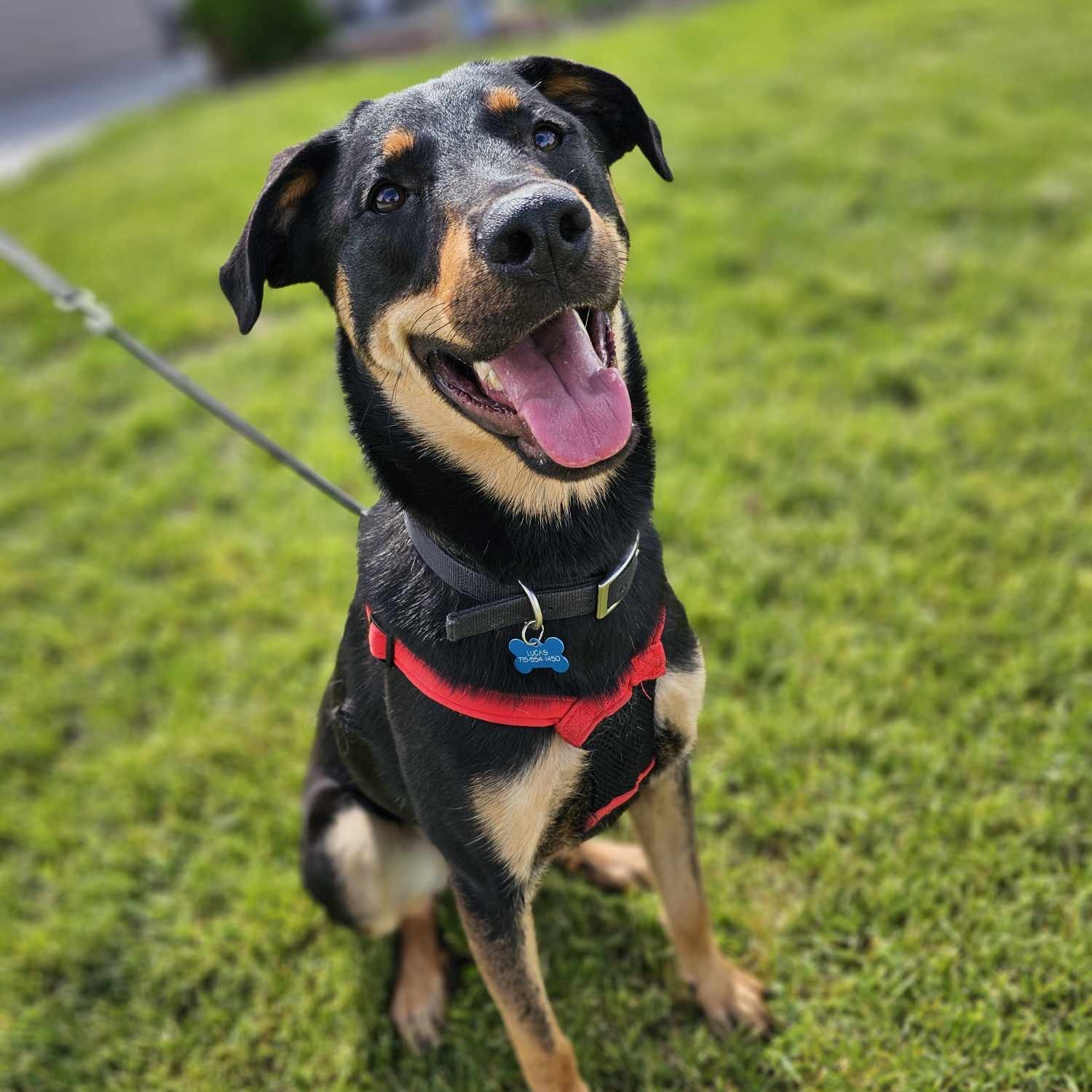 Enlarge Waffle, a Adoptable Rottweiler in West Saint Paul, MN image 18/21