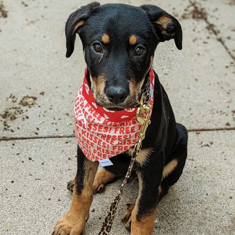 Enlarge Waffle, a Adoptable Rottweiler in West Saint Paul, MN image 21/21