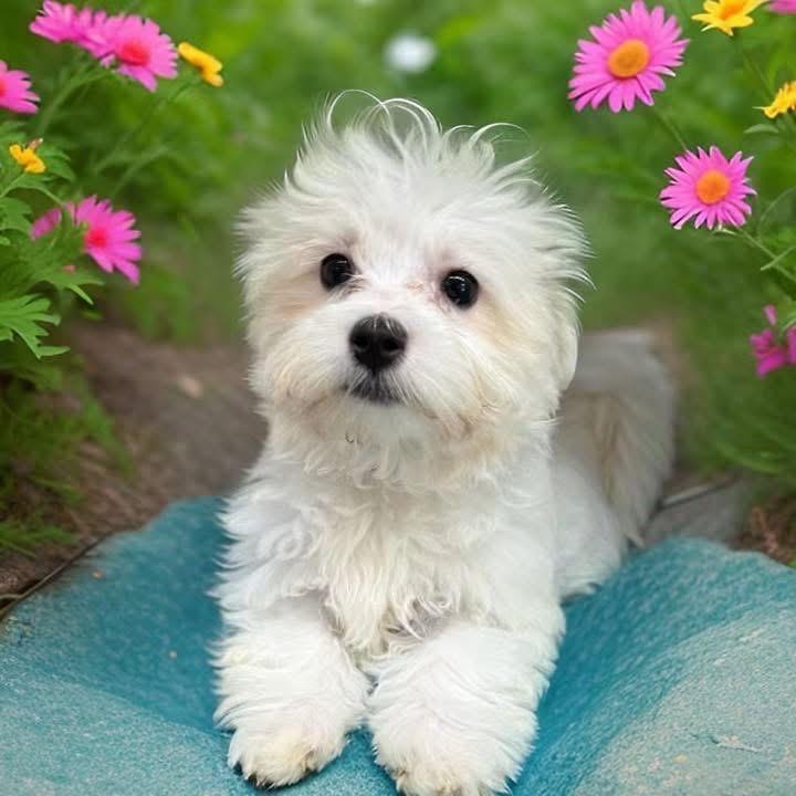 Enlarge George, a ADOPTABLE Maltese in Fairfield , CT image 4/4