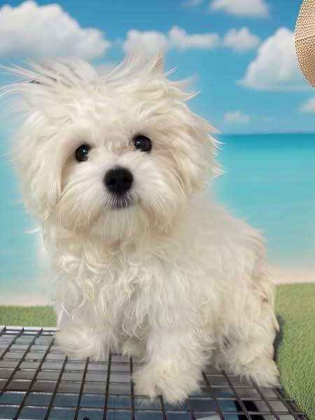 Enlarge George, a ADOPTABLE Maltese in Fairfield , CT image 2/4