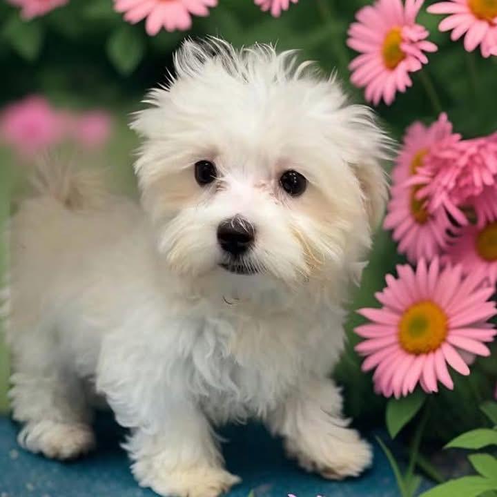 George, ADOPTABLE, Puppy Male Maltese.