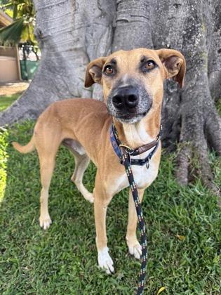 Sam Sam, Adoptable, Adult Male Rhodesian Ridgeback & Mixed Breed.