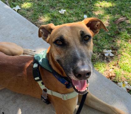 Enlarge Sam Sam, a Adoptable mixed breed in Honolulu, HI image 2/3