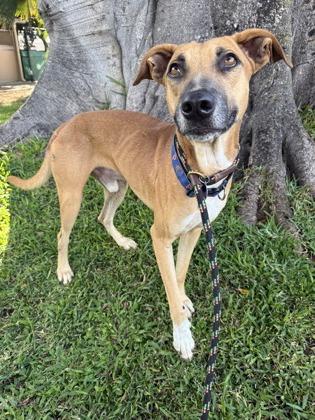 Enlarge Sam Sam, a Adoptable mixed breed in Honolulu, HI image 3/3