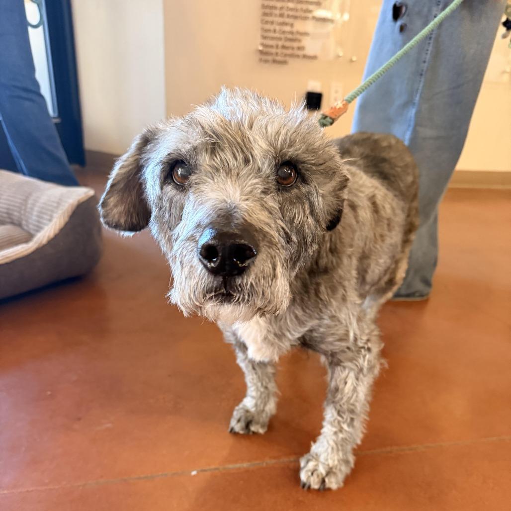 Harry, Adoptable, Senior Male Irish Terrier & Mixed Breed.