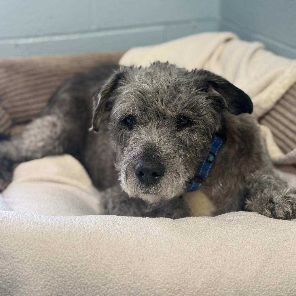 Enlarge Harry, a Adoptable mixed breed in Santa Barbara, CA image 2/4