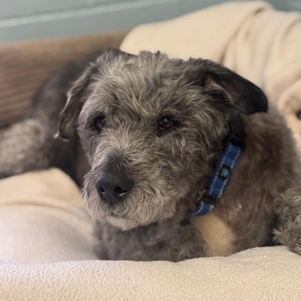 Enlarge Harry, a Adoptable mixed breed in Santa Barbara, CA image 3/4