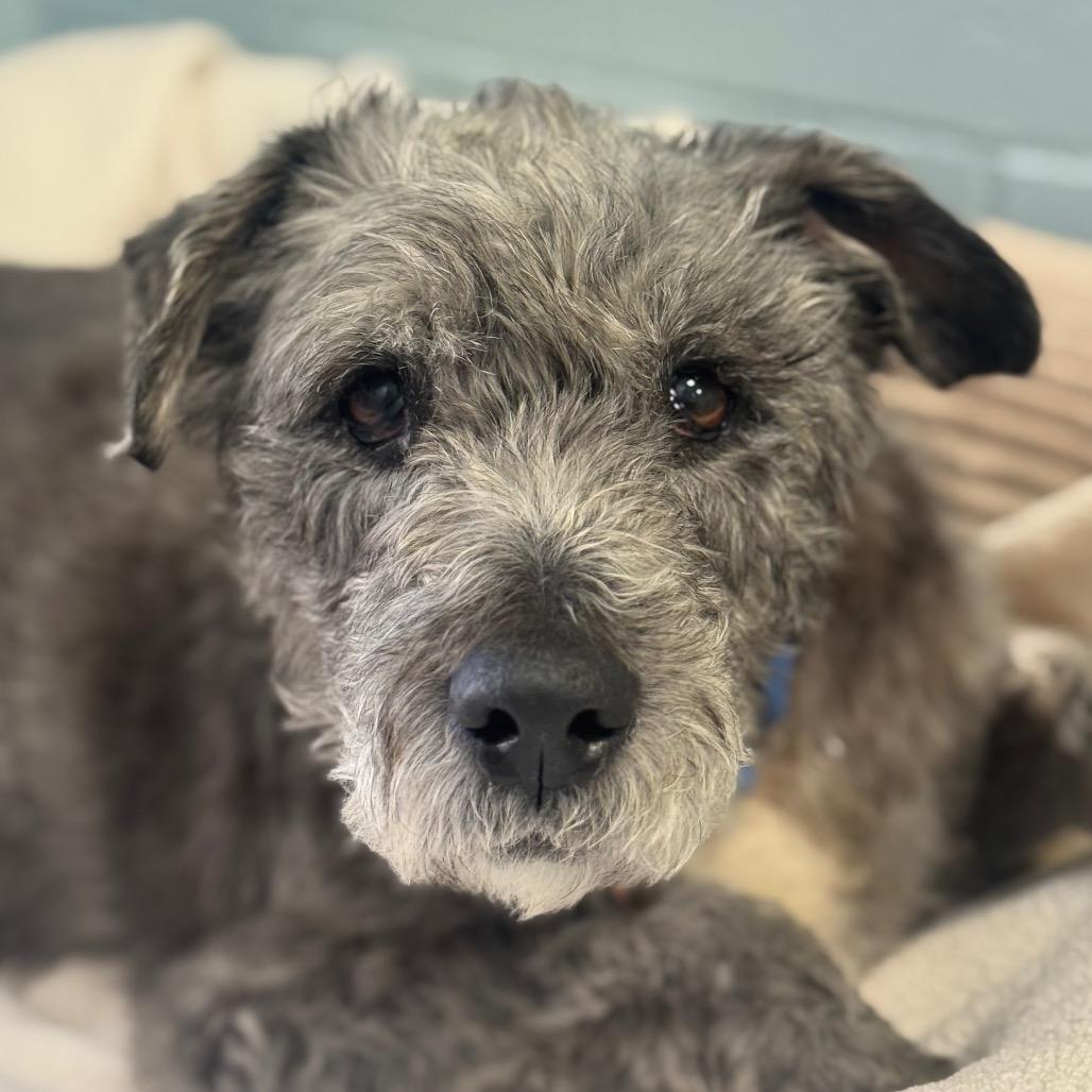 Enlarge Harry, a Adoptable mixed breed in Santa Barbara, CA image 4/4