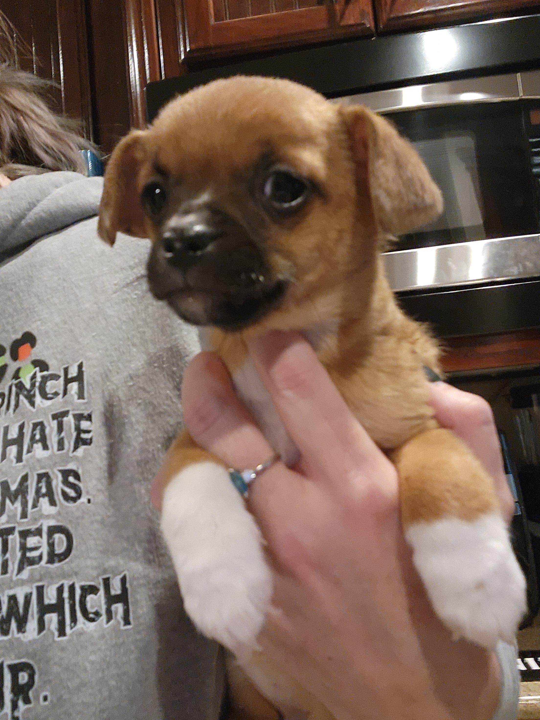 Enlarge Betty Lou, a Adoptable Chihuahua in Houston, TX image 1/2